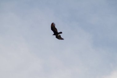 Türkiye Akbabası (katartes aura))