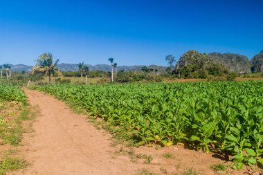 Vinales, Küba tütün tarlada
