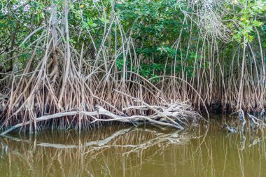 Yaban hayatı Mangrovs Biotopo Monterrico-Hawaii, Guatemala rezerv