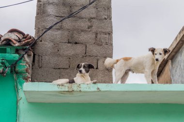 Köpekler Sancti Spiritus, Küba'da bir çatı üzerinde