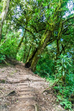 Bulut San Pedro yanardağ, Guatemala kapsayan orman iz