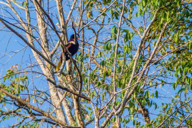 Montezuma kartalı (Psarocolius montezuma) bir ağacın, Milli Parkı Tikal, Guatemala