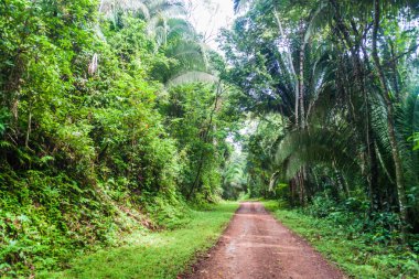 Cockscomb Havzası yaban hayatı kutsal, Belize için önde gelen bir ormanda çamurlu yol