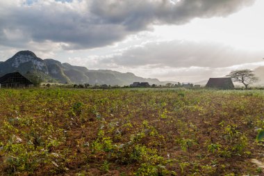 Tütün alanları ve Vinales, Cuba yakınındaki kurutma evleri peyzaj