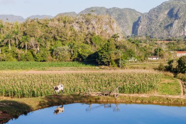 Vinales, Cuba yakınındaki küçük bir havuzda yansıtan bir inek görünümünü