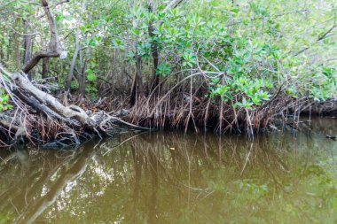 Yaban hayatı Mangrovs Biotopo Monterrico-Hawaii, Guatemala rezerv