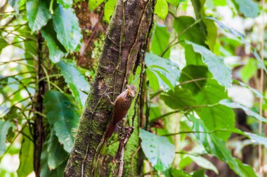 Fildişi gagalı woodcreeper (Xiphorhynchus flavigaster) Cockscomb Havzası Wildlife Sanctuary, Belize.