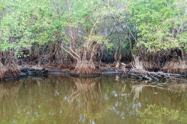 Mangrovs Djurlivet Reservera Biotopo Monterrico Hawaii Guatemala — Stockfoto