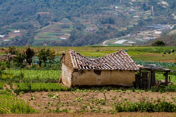 Sebze alanları ve harap evin yakınlarında Zunil Köyü, Guatemala