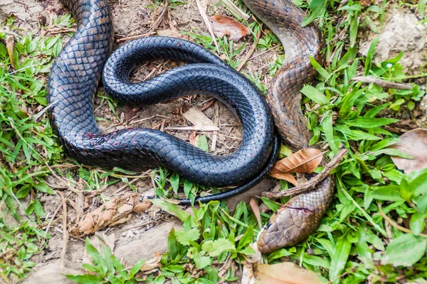 Cobra Índigo Drymarchon Corais Morta Por Facão Guatemala — Fotografia de Stock