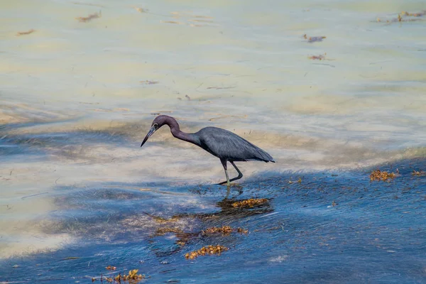 Маленькая Голубая Цапля Egretta Caerulea Острове Кэй Колкер Белиз — стоковое фото