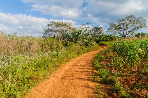 Straße Über Felder Guasasa Tal Der Nähe Von Vinales Kuba — Stockfoto