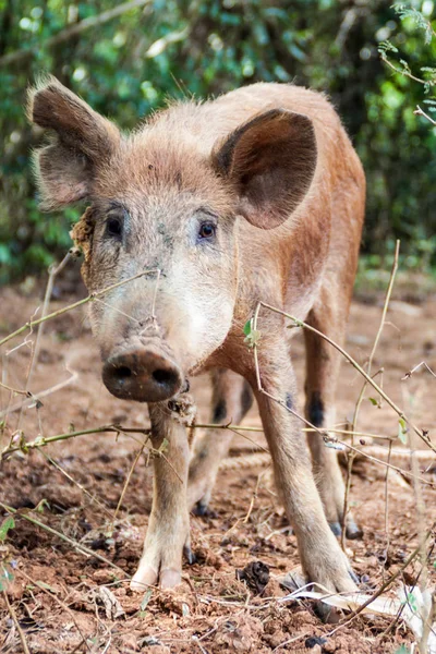 Bir alanda Vinales, Cuba yakınındaki küçük domuz