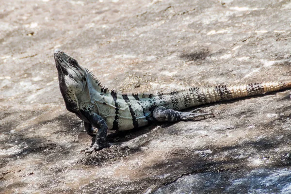 Iguana Noire Aux Ruines Ville Maya Coba Mexique — Photo
