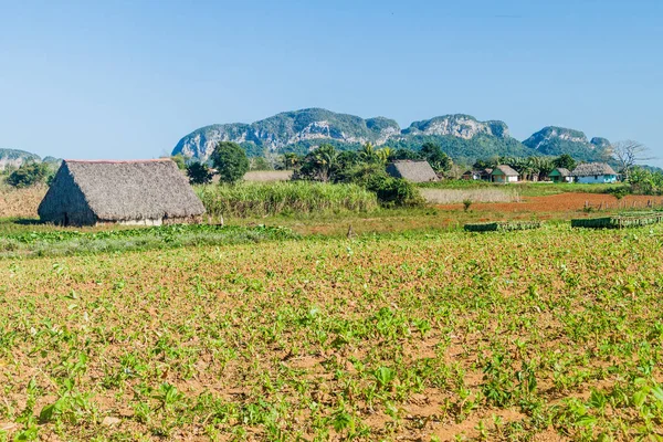 Tütün alanları ve kurutma Vinales Vadisi manzara evleri, Küba