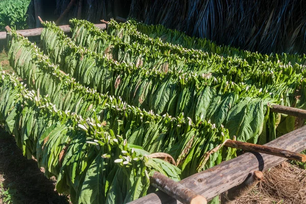 Сушка Табака Листья Долине Виналес Куба — стоковое фото