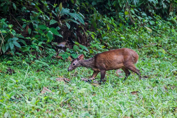 Brocket Czerwony Jeleń Dorzecze Zarozumialec Wildlife Sanctuary Belize — Zdjęcie stockowe