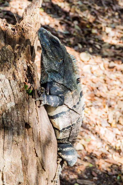 Maya arkeolojik sit Chichen Itza, Meksika, siyah Iguana
