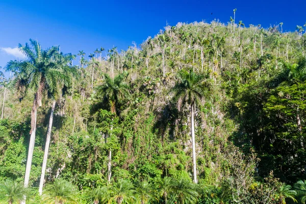 Mogote Colina Piedra Caliza Cubierta Vegetación Cuba — Foto de Stock