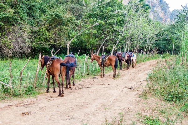 Několik Koní Čekat Turistické Skupiny Guasasa Dolině Nedaleko Vinales Kuba — Stock fotografie