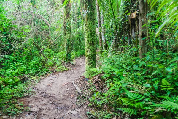 Hiking trail Cockscomb Havzası Wildlife Sanctuary, Belize.
