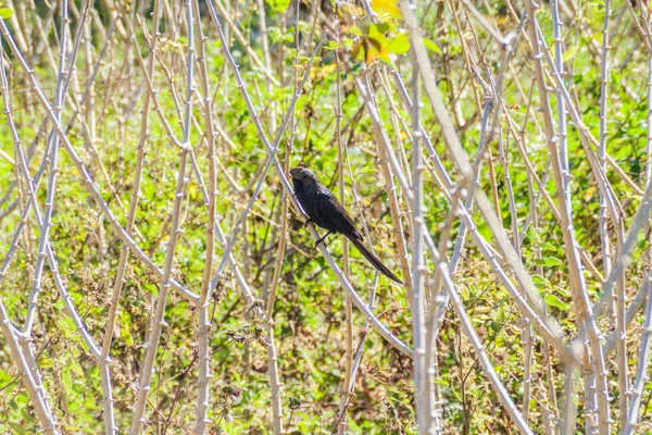 Anis Bico Liso Crotophaga Ani Vinales Valley Cuba — Fotografia de Stock