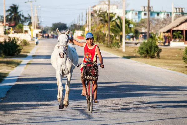 Playa Giron, Küba - 14 Şubat 2016: Çocuk bir bisiklet ile bir at Playa Giron Köyü, Küba.