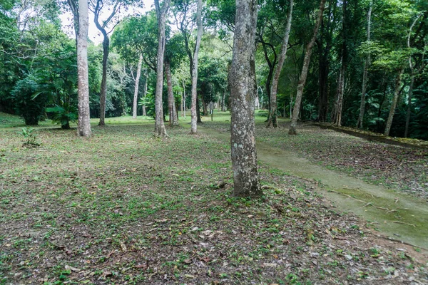Ruínas Cobertas Pela Selva Espessa Sítio Arqueológico Yaxha Guatemala — Fotografia de Stock