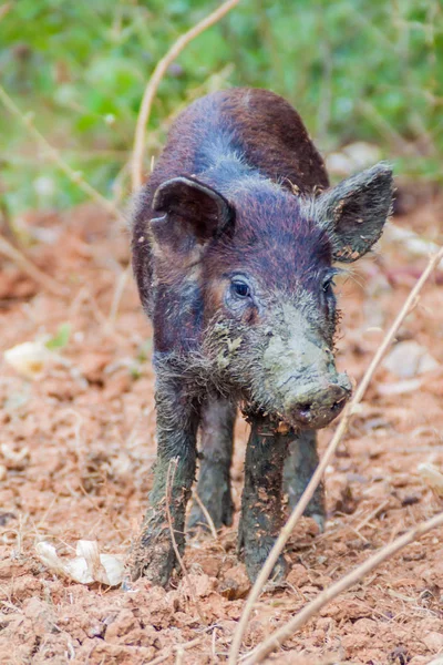 Bir alanda Vinales, Cuba yakınındaki küçük domuz