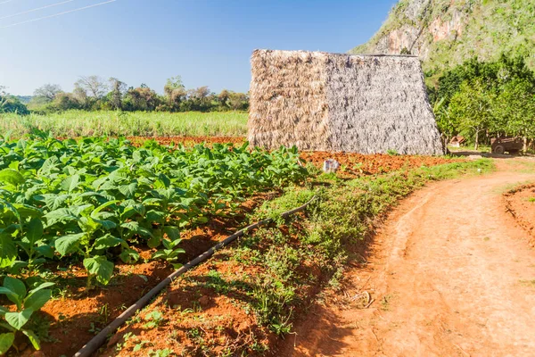 Tütün alan ve kurutma evin yakınına Vinales, Küba