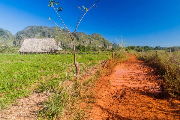 Tarım manzara Vinales vadinin, Küba. Çamurlu yol.