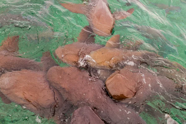 Grup hemşire köpekbalıkları köpek balığı Ray Alley, Belize (Ginglymostoma cirratum)