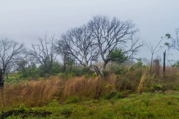 Landscape Cockscomb Basin Wildlife Sanctuary Belize — Stock Photo, Image