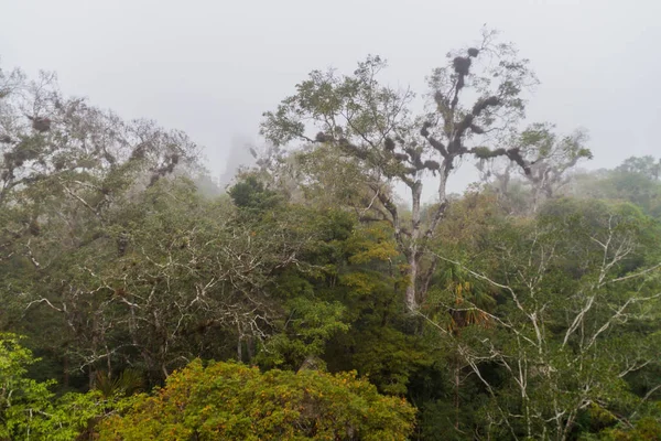 Selva Parque Nacional Tikal Durante Manhã Enevoada Guatemala — Fotografia de Stock