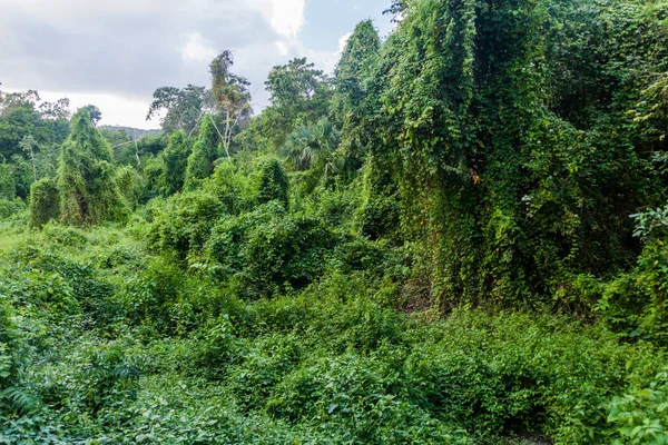 Wald Des Naturschutzgebietes Biotopo Cerro Cahui Guatemala — Stockfoto