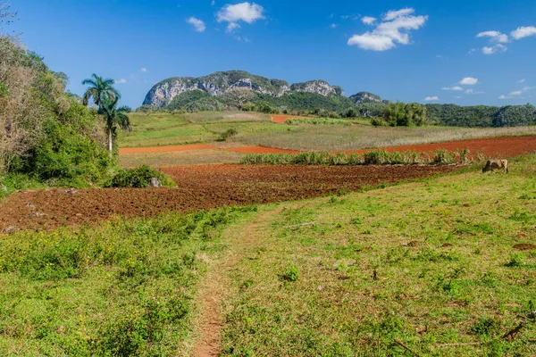 Vinales, Cuba yakınındaki doğal peyzaj