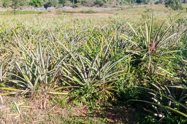 Pineapple Field Vinales Cuba — Stock Photo, Image