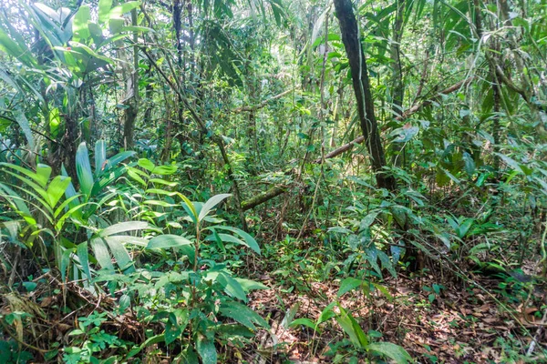 Milli Park orman Laguna Lachua, Guatemala