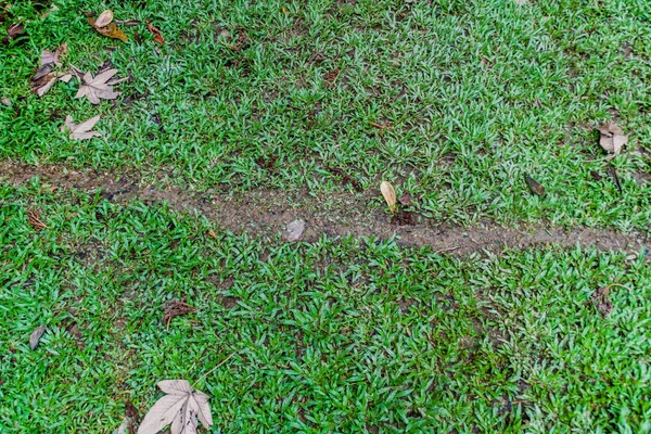 Leafcutter karınca iz Cockscomb Havzası yaban hayatı kutsal, Belize.