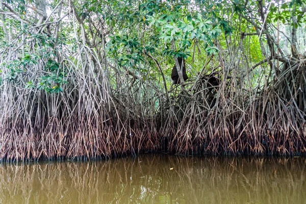 Mangrovs Reserva Vida Silvestre Biotopo Monterrico Hawaii Guatemala —  Fotos de Stock
