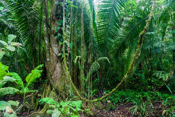 Selva Cockscomb Basin Santuario Vida Silvestre Belice — Foto de Stock