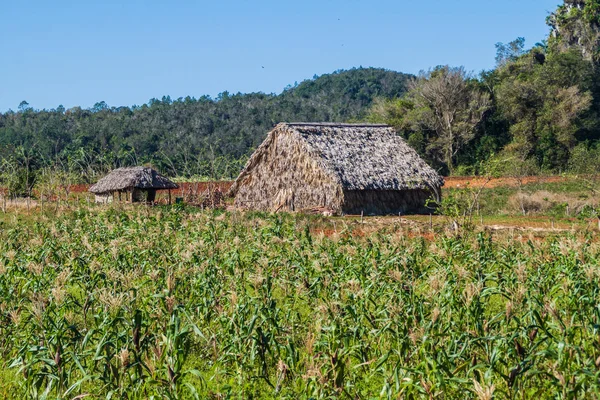 Zemědělská Krajina Údolí Vinales Kuba Pole Kukuřice — Stock fotografie