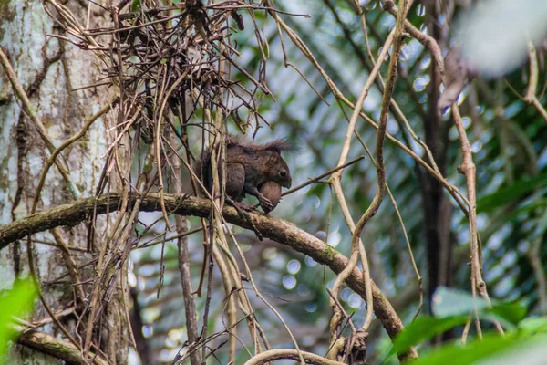 Sincap Cockscomb Havzası Wildlife Sanctuary, Belize