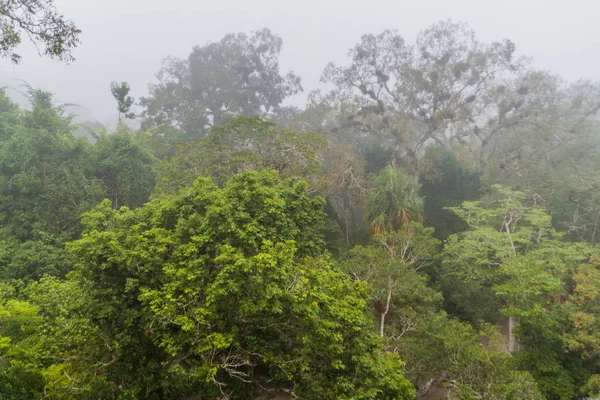 Jungle National Parktikal Misty Morning Guatemala — Stock Photo, Image