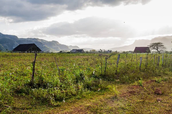 Tütün alanları ve Vinales, Cuba yakınındaki kurutma evleri peyzaj