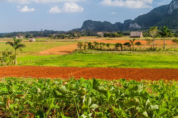Vinales, Cuba yakınındaki tarım peyzaj