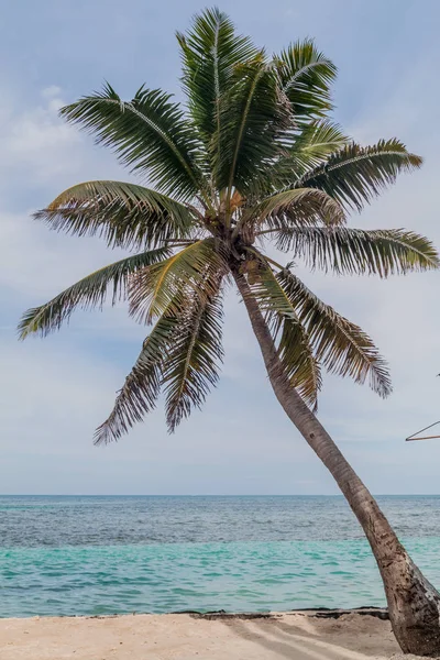 在伯利兹 Caye Caulker 村的海滩上的棕榈树 — 图库照片