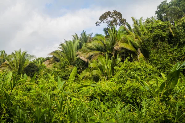 Selva Cockscomb Basin Santuario Vida Silvestre Belice — Foto de Stock