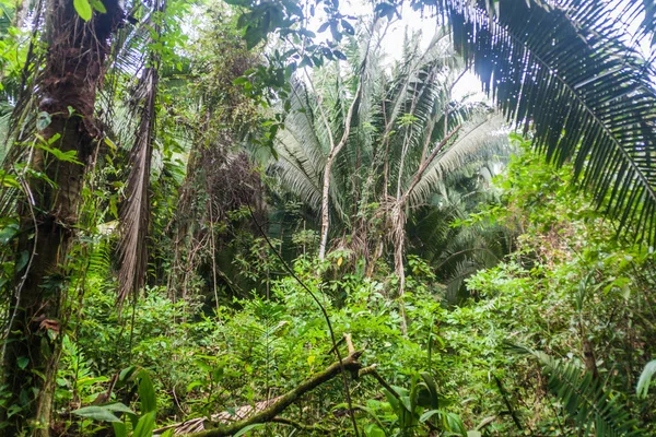 Dzsungel Medence Kakastaréj Wildlife Sanctuary Belize — Stock Fotó