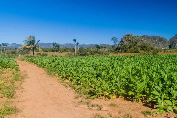 Vinales, Küba tütün tarlada